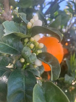 orange et fleurs, acheter une maison en crète
