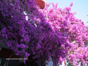 Agia Galini les bougainvilliers